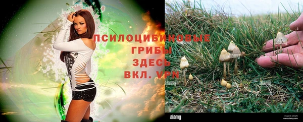 прущие грибы Алзамай